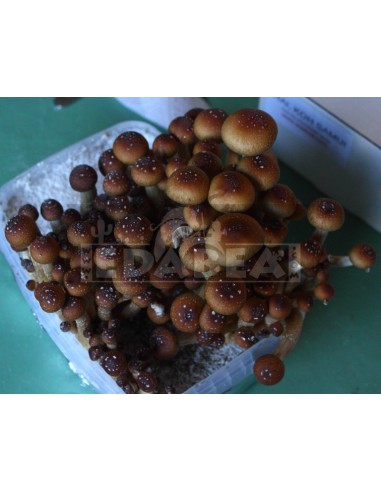 Kit De Cultivo De Cogumelos Psilocybe Cubensis Mazatapec