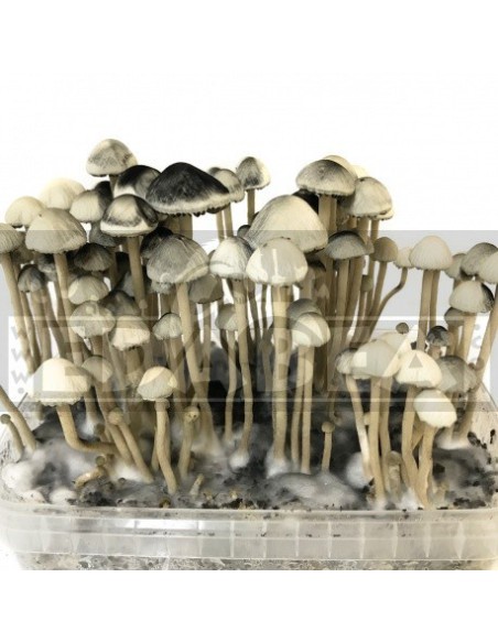 Pains De Champignons Copelandia Hawaiian Growkit Edabea Sl