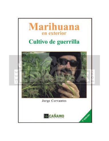 Coltivazione guerrigliera di marijuana all'aperto