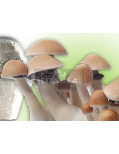 Kit de cultivo psilocybe cubensis mexicano