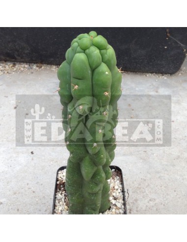 Trichocereus pachanoi Mostro Trichocereus pachanoi