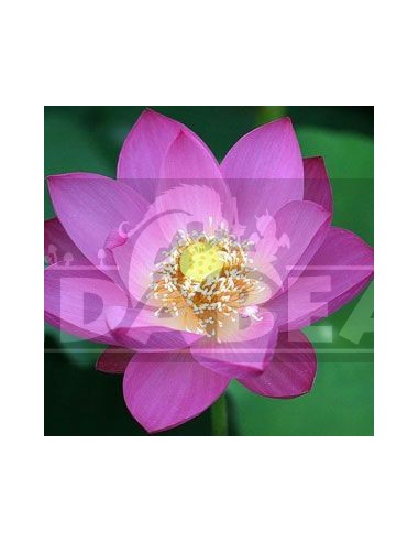 Pink lotus (Nelumbo nucifera) 25 graines