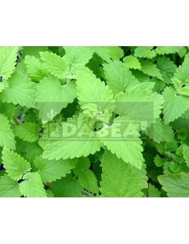 Nepeta Cataria 20 graines