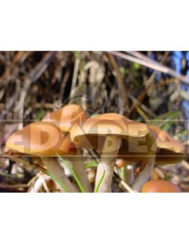 Psilocybe azurescens für die Verwendung im Freien