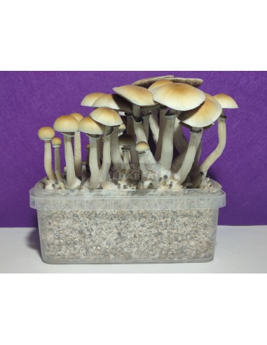 Grow Kit Blue Meanie 100x100 mycelium