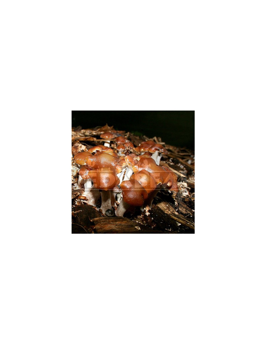 Psilocybe Cyanescens Spawn Bag | Edabea