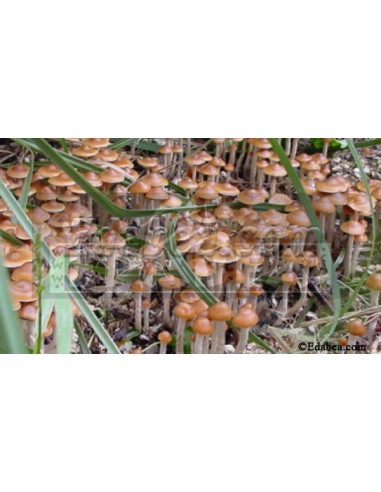 Psilocybe Azurescens seringa de esporos 10 ml