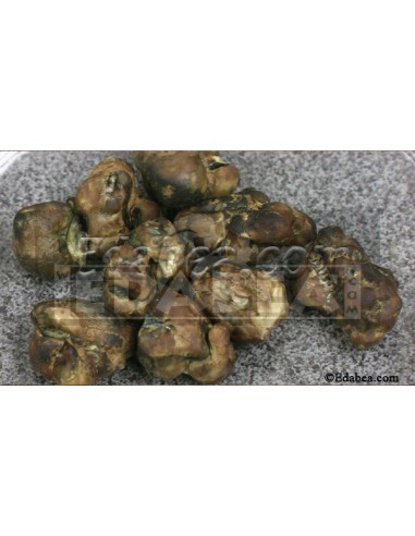 Psilocybe Galindoi 10 ml