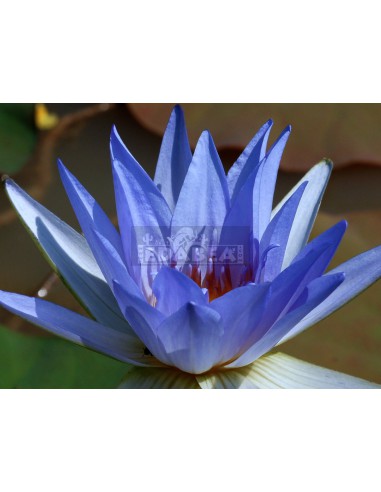 Blauer Lotus (Nymphaea caerulea) ± 50 Samen