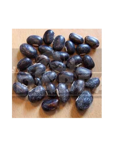 Mucuna pruriens Fagioli 50 grammi