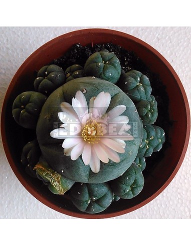 Peyote caespitosa 10 semi