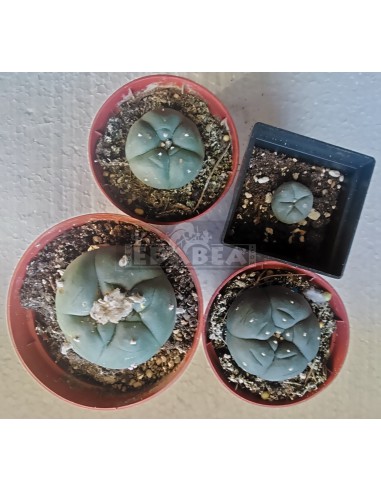 Peyote Pack Lophophora Williamsii