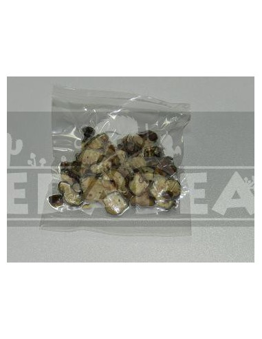 Tartufo psilocybe atlantis 15 g.