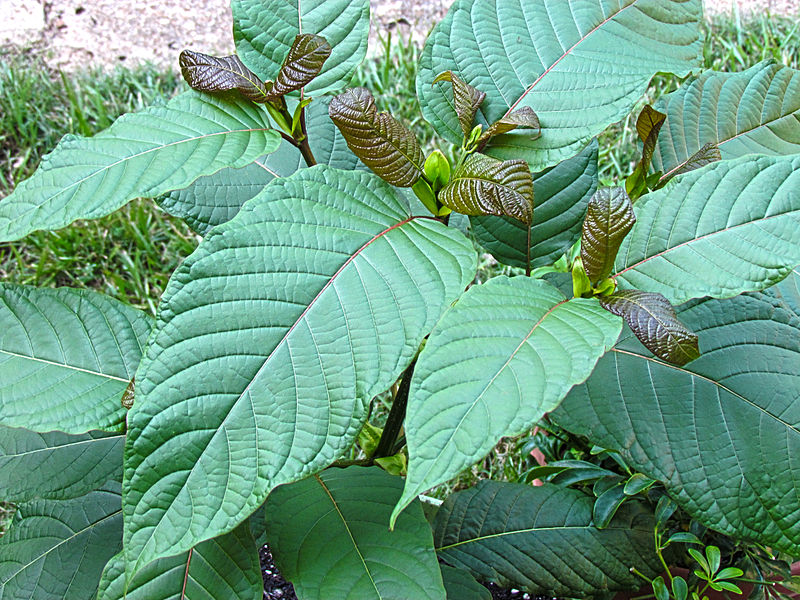 Árbol de Mitragyna Speciosa, por ThorPorre